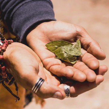 Declaración de la masticación de la Hoja de Coca como Patrimonio cultural y ancestral de los pueblos de la Comunidad Andina